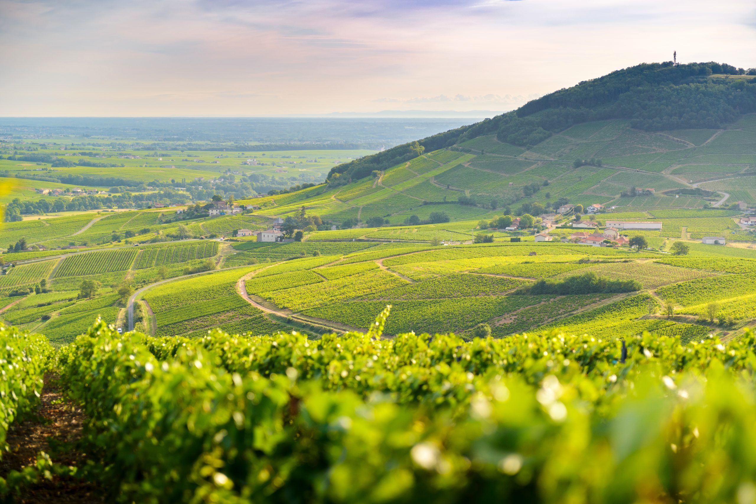le mont brouilly et vignes au lever du jour, beaujolais, france